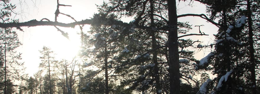 Randonnée en raquettes à Piteå