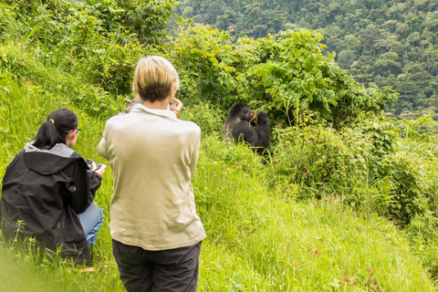 De Nairobi: Safari de 7 dias em Masai Mara e Bwindi Gorilla