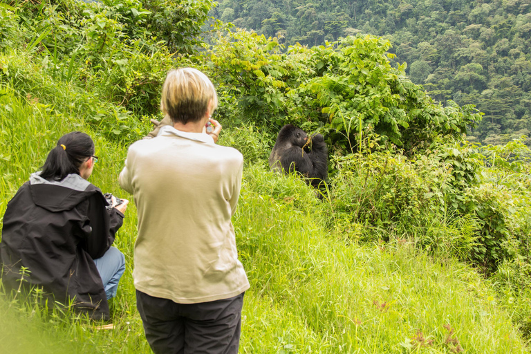 Ab Nairobi: 7-tägige Masai Mara und Bwindi Gorilla Safari