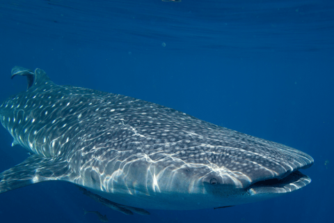 Cebu: Sumilon Isand Walvishaai en schildpad Snorkeltour