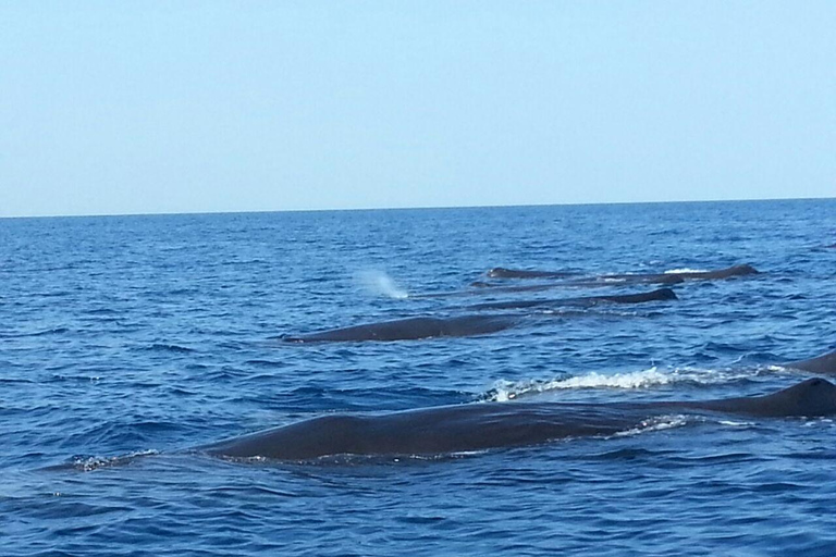 Muscat Dolphin Watching with Village Cruising Tour