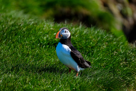 Reykjavik: Glacier Lagoon & Diamond Beach Private Tour