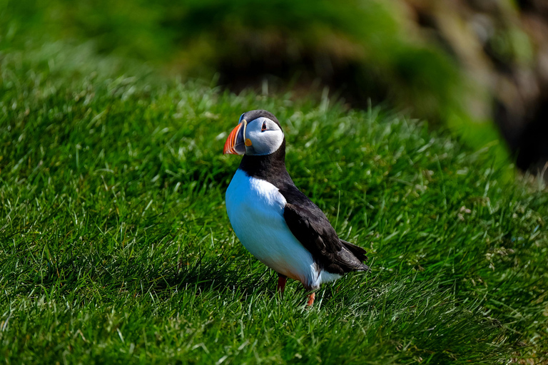Reykjavik: Glacier Lagoon & Diamond Beach Private Tour