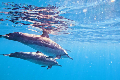 Honolulu: Crociera deluxe Waikiki con snorkeling e fauna selvatica