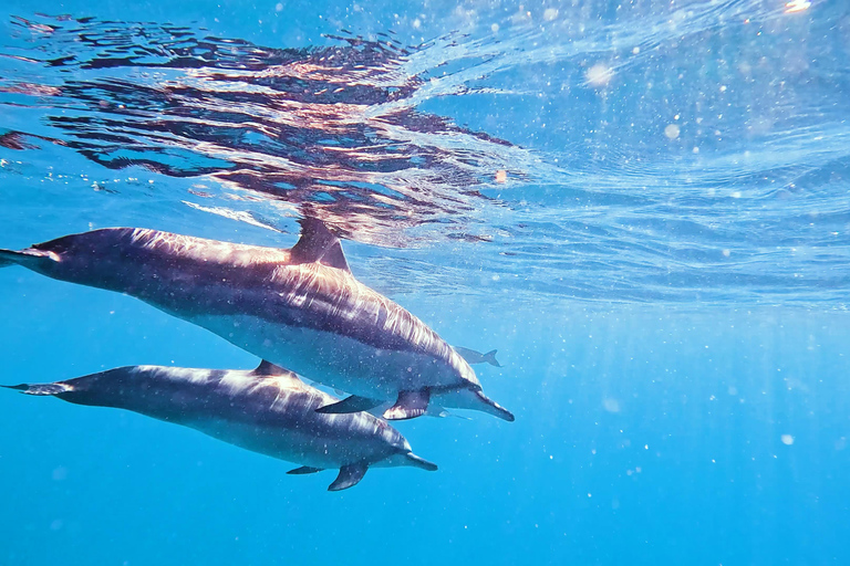 Honolulu: Crociera deluxe Waikiki con snorkeling e fauna selvatica