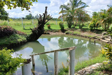 NADI: wycieczka po wykwintnym ogrodzie storczyków z gorącym źródłem i basenem błotnymOdbiór z InterContinental Fiji/Yatule Resort
