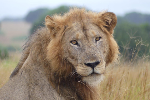 Kigali: Akagera National Park Safari with Boat Cruise