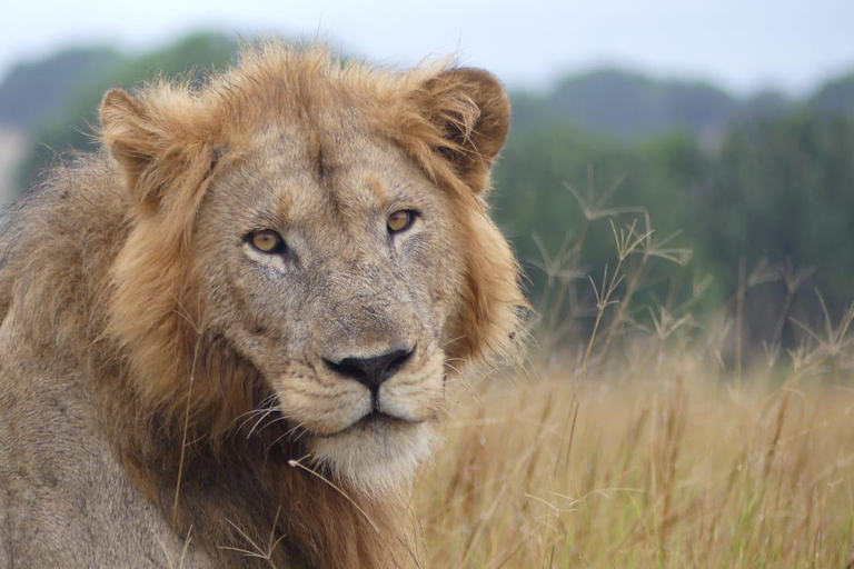 Kigali: Akagera National Park Safari with Boat Cruise