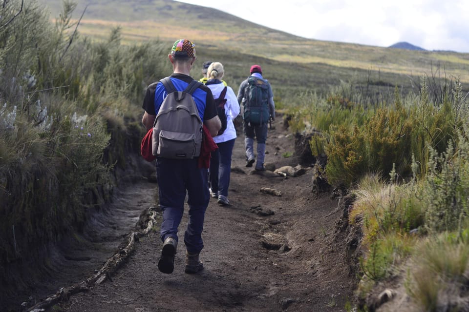 Kilimanjaro Tageswanderung zur Mandara Hütte | GetYourGuide