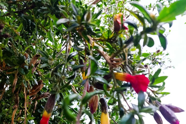 Copacabana, Sun Island 1 day private tour