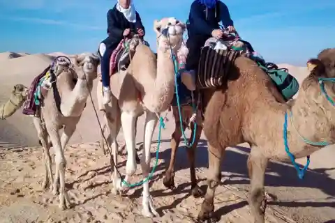 Sahara: 1-Night Bivouac Desert Dunes Camel Trek with Camping