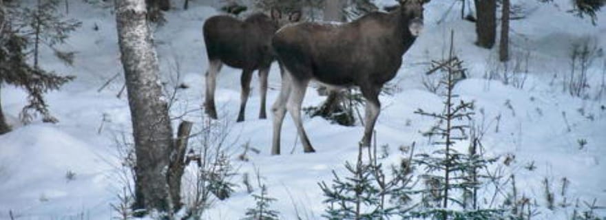Hønefoss : safari de 2 jours à la découverte des élans dans la nature sauvage d'Oslo