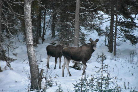 Nordmarka: Campingupplevelse med övernattning i ett Hover-tält