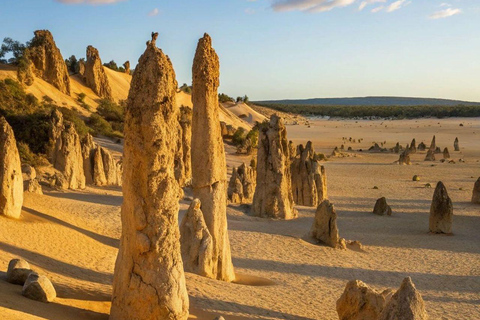 Perth: Pinnacles Desert, Yanchep & Lancelin Private Tour