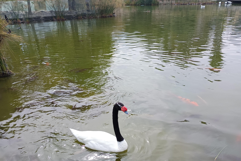 WYCIECZKA PO MIEŚCIE SANTIAGO