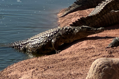 Agadir: Goats on Trees & Crocoparc Tour Goats on Trees & Crocoparc – Entry Ticket Included
