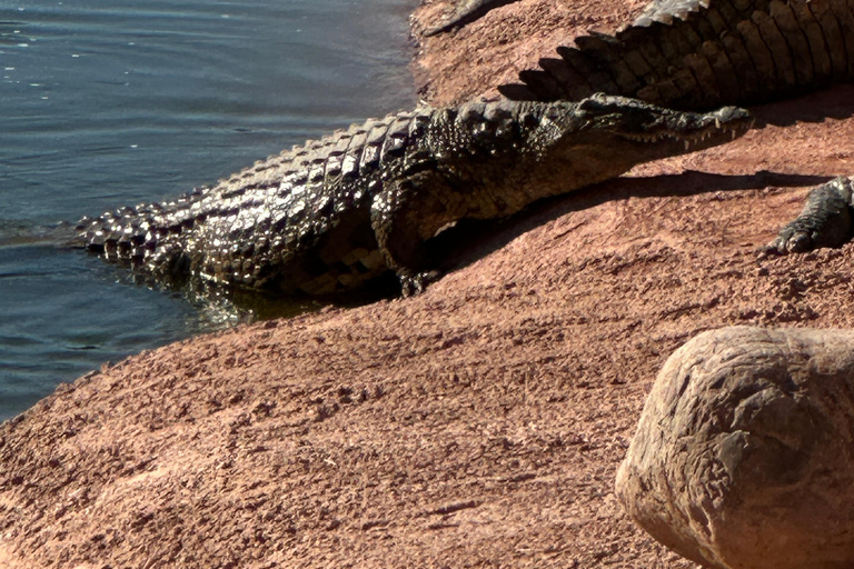 Agadir: Goats on Trees & Crocoparc Tour Goats on Trees & Crocoparc – Entry Ticket Included