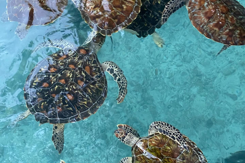 Zanzibar:Simma med sköldpaddor i salaamgrottan