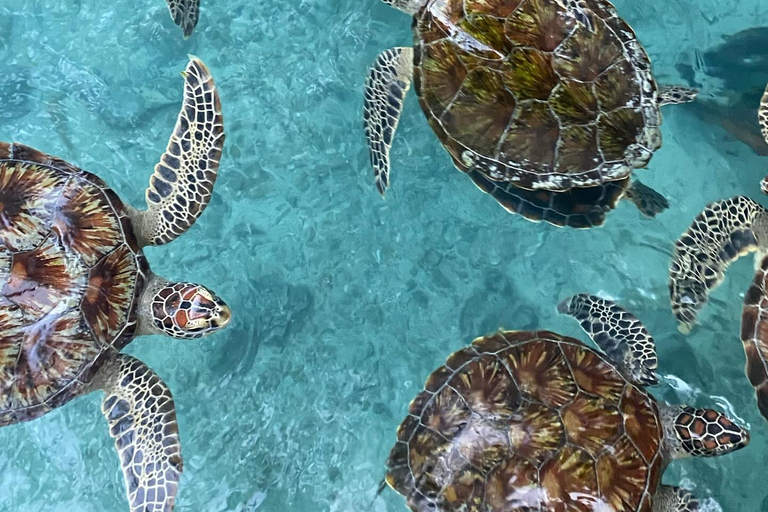 Zanzibar:Simma med sköldpaddor i salaamgrottan