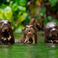 Jungle Fishing and Adventure Tour 5-Days - Housity