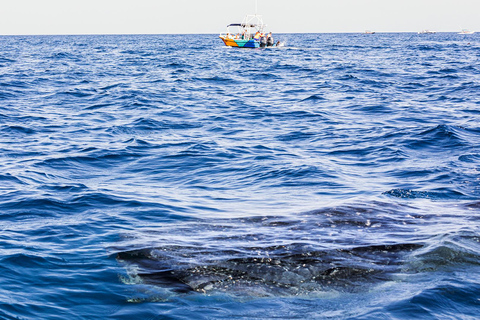 Holbox: Swimming with Wild Whale Sharks Boat Trip