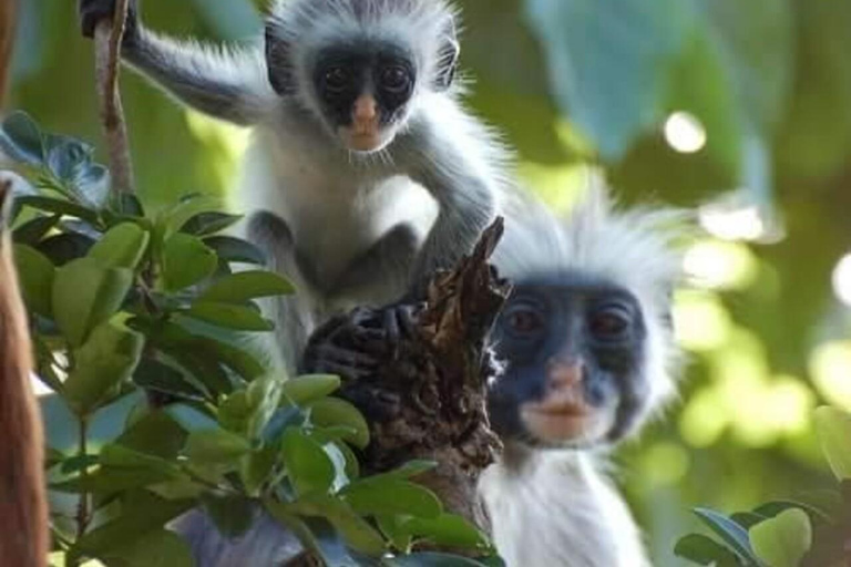 زنجبار: جولة لنصف يوم في منتزه جوزاني تشواكا باي الوطنيزنجبار: جولة في غابة جوزاني والتوابل مع الغد