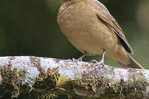 Monteverde: Vogelexcursie