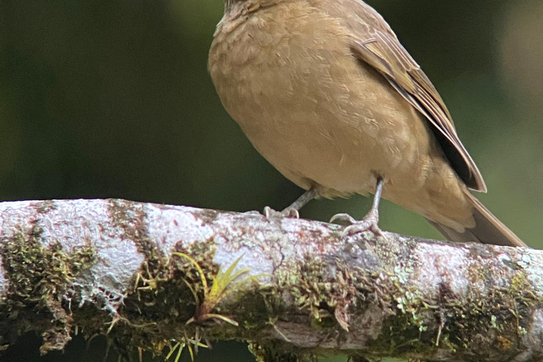 Monteverde: Vogelexcursie