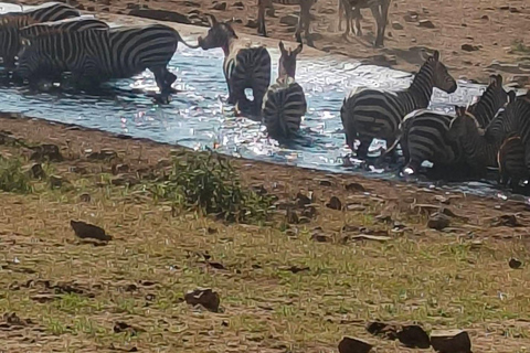 2-Day Tsavo East & Salt Lick Safari–Red Elephants & Treetop