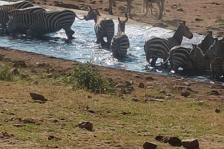 2-Day Tsavo East & Salt Lick Safari–Red Elephants & Treetop