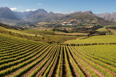De Cape Town et Stellenbosch: visite privée de vin et dégustation