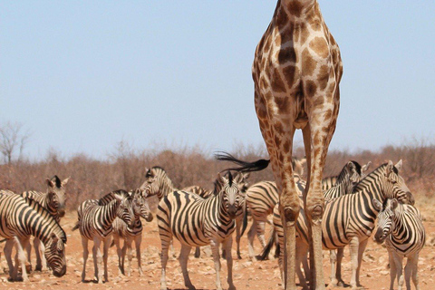 2 DAGEN SAFARIAVONTUUR VAN ZANZIBAR NAAR NYERERE PER VLUCHT