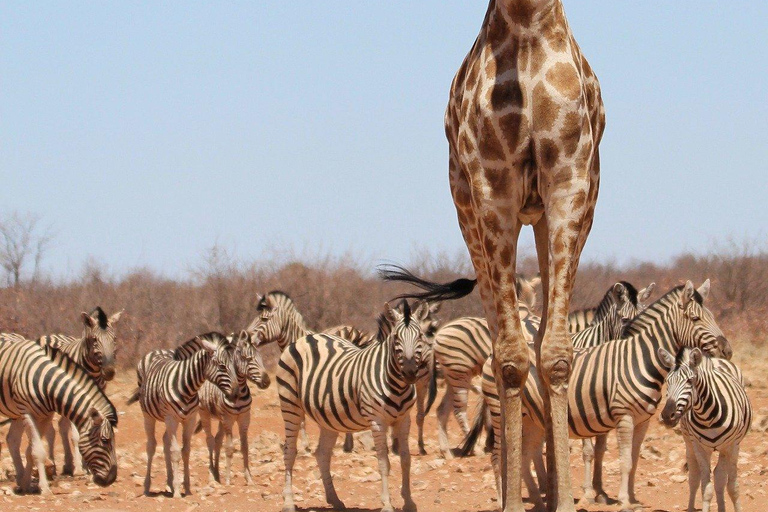 2 DAGEN SAFARIAVONTUUR VAN ZANZIBAR NAAR NYERERE PER VLUCHT