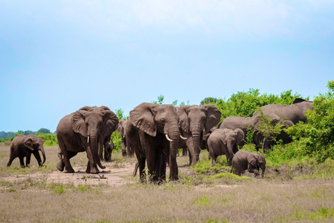 uganda: 10-Day Uganda Safari with Gorilla Trekking