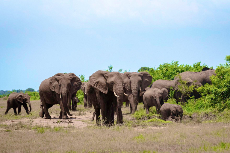 uganda: 10-Day Uganda Safari with Gorilla Trekking