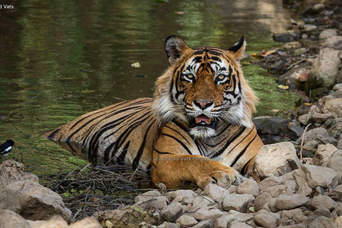 Vanuit Jaipur: Tweedaagse tijgersafari in RanthamboreInclusief met 3 sterren hotel