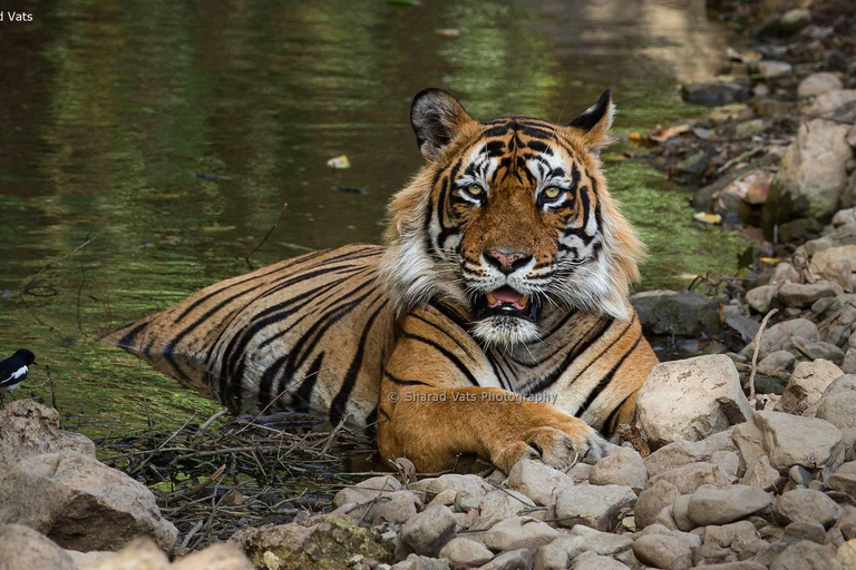 Desde Jaipur Excursión de dos días a Ranthambore en Safari con TigresTransporte + Guía