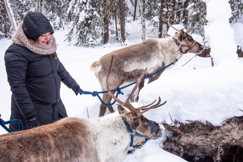Reindeer and Snowmobile Day Trip to Borealis Basecamp