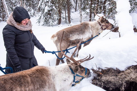 Dogsled and Reindeer Day Trip to Borealis Basecamp