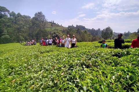 Nairobi: Purple Tea Farm Tour & Tasting Daytrip