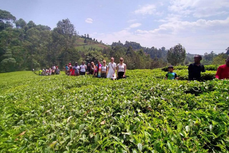 Nairobi: Purple Tea Farm Tour & Tasting Daytrip