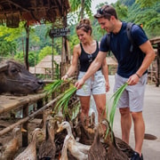 Tam Coc: Thai Vi Temple, Coi Khe Village & Buffalo Farm Tour