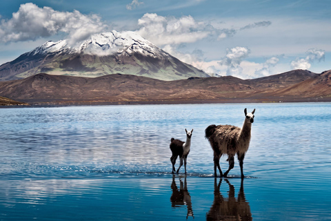 From Arequipa: Salinas Lagoon, Volcanoes, & Hot Springs Tour