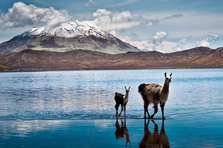 From Arequipa: Salinas Lagoon, Volcanoes, & Hot Springs Tour