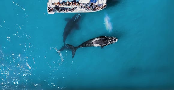 Gansbaai: Marine Big 5 Bootstour