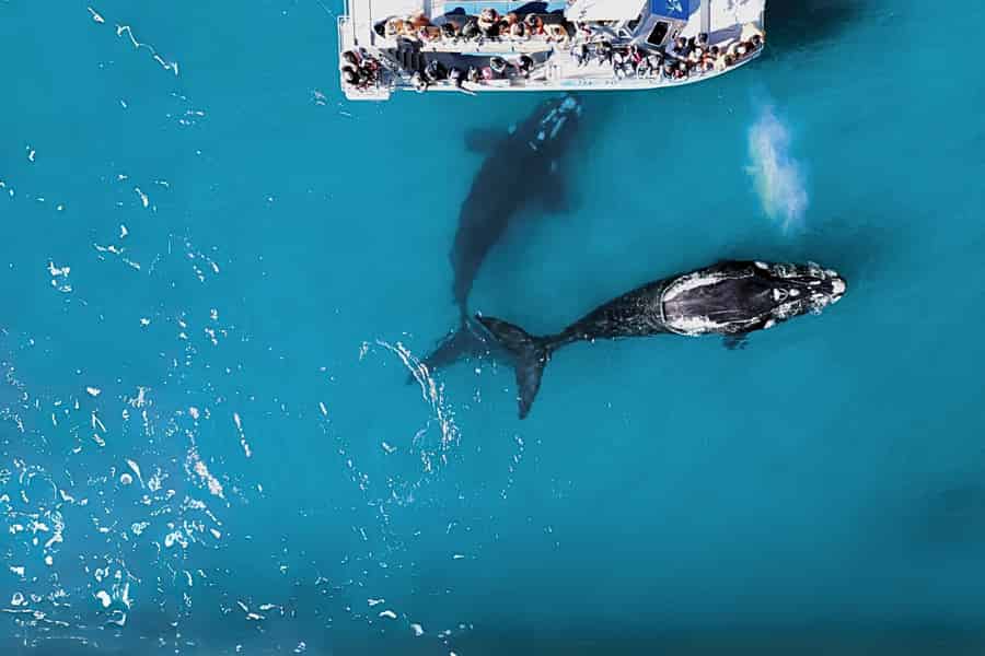 Gansbaai: Marine Big 5 Bootstour. Foto: GetYourGuide