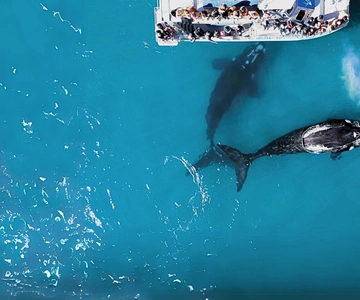 Gansbaai: Marine Big 5 Boat tour