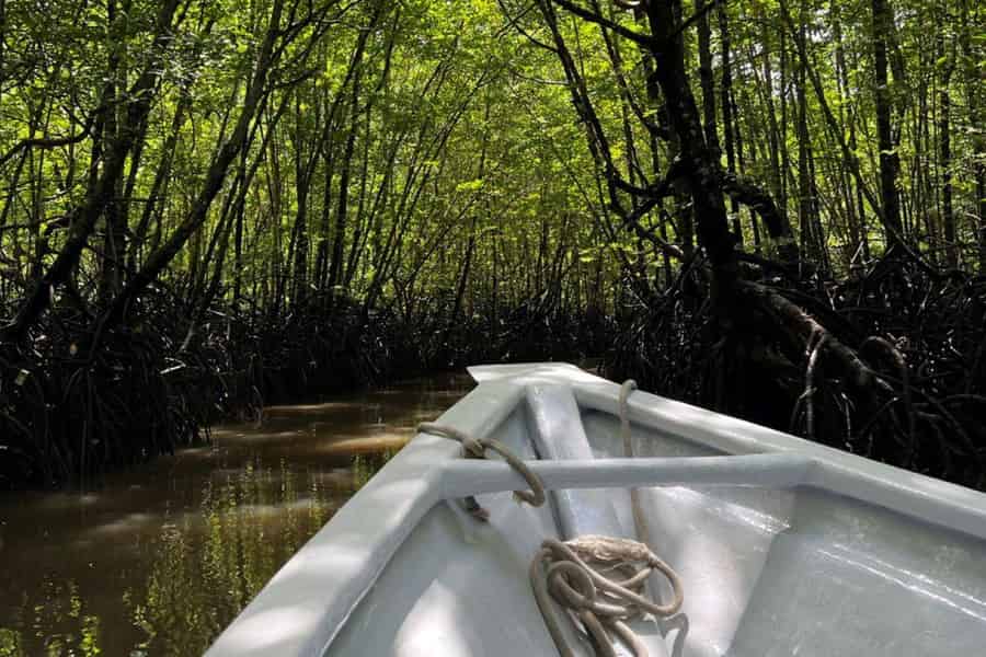 Langkawi: UNESCO Global Geopark Mangroven-Kreuzfahrt. Foto: GetYourGuide Langkawi: UNESCO Global Geopark Mangroven-Kreuzfahrt. Foto: GetYourGuide