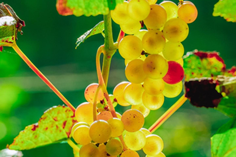 Hokkaido: Libera Wine Terrace Tasting Experience