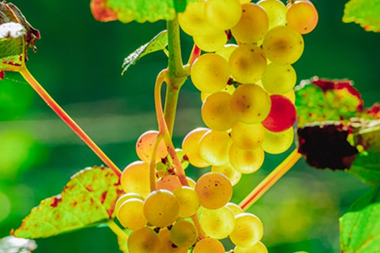 Hokkaido: Libera Wine Terrace Tasting Experience